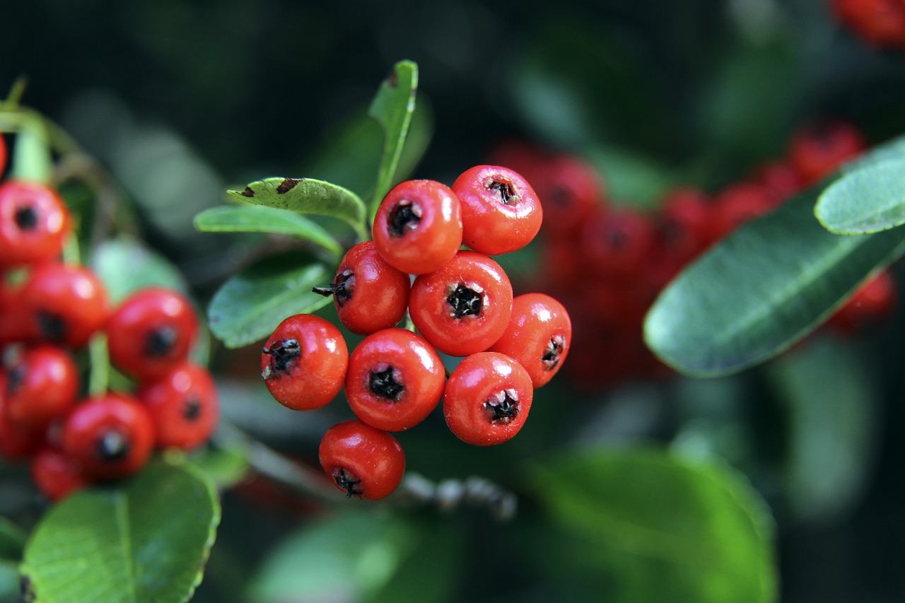 亚特兰大队 亚特兰大队